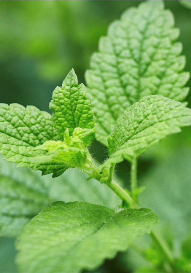 a lemon balm leaf