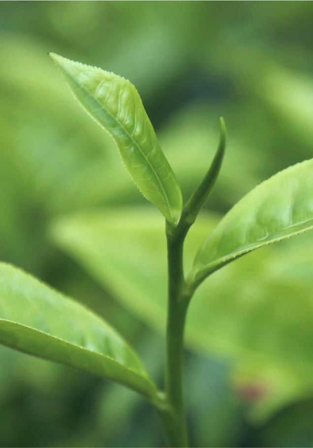 a green tea leaf